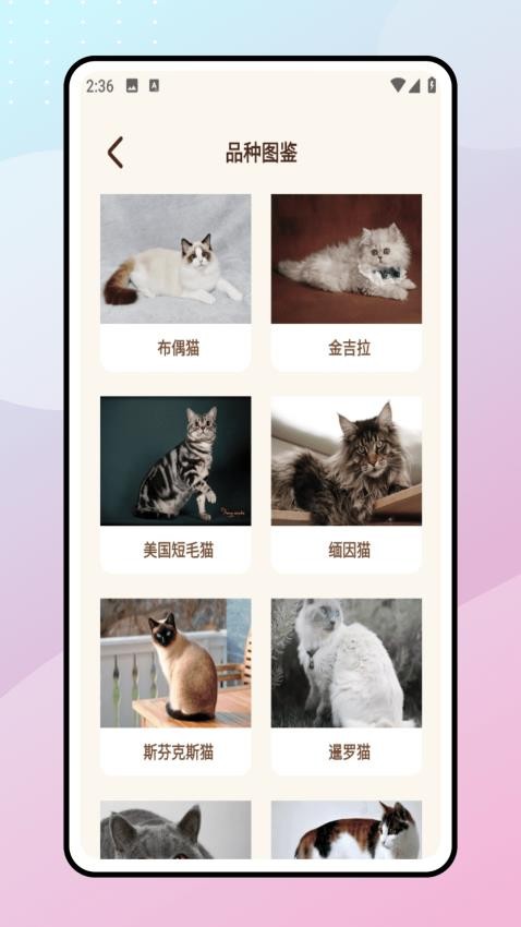 Peppycat宠物翻译器(2)