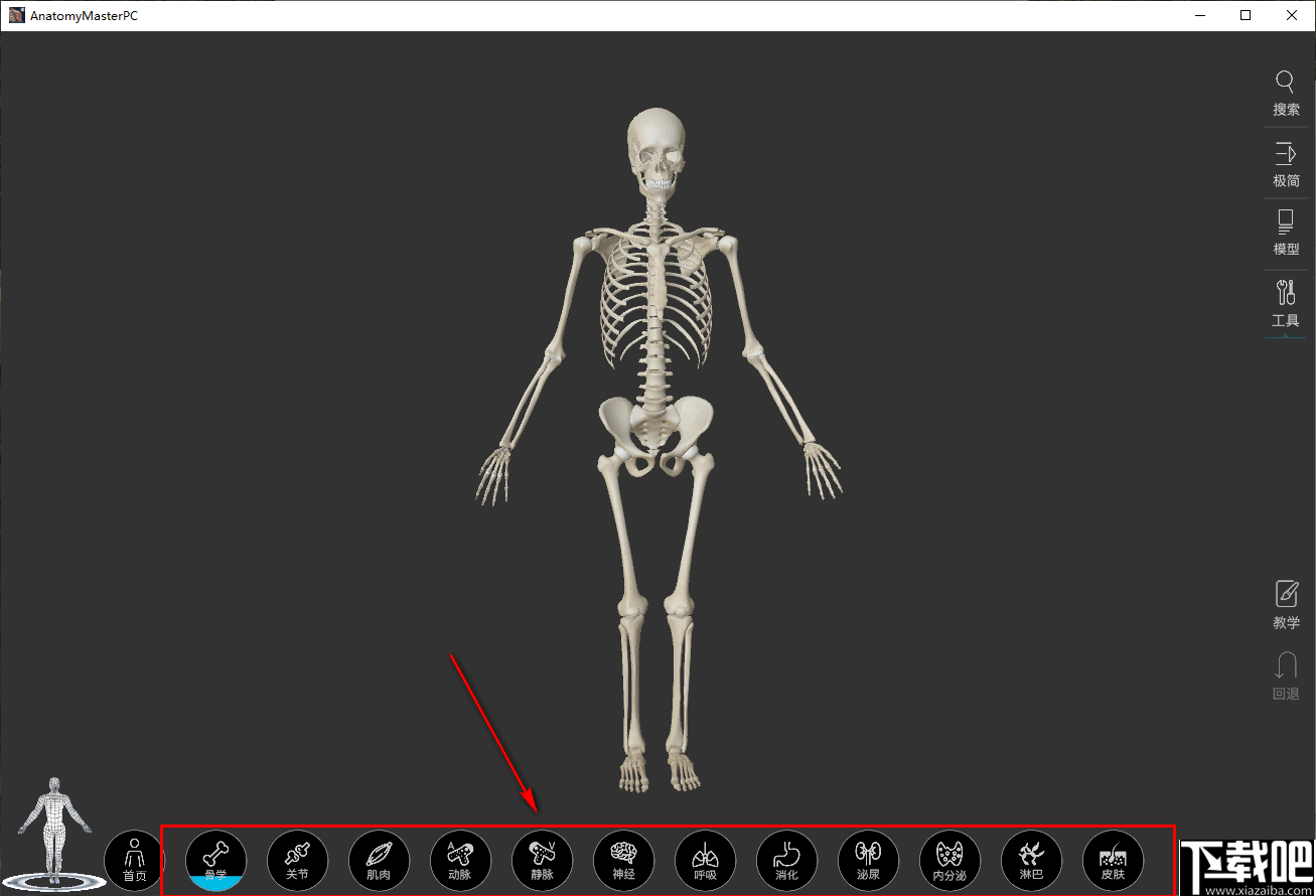 解剖大师(人体建构3d模型)