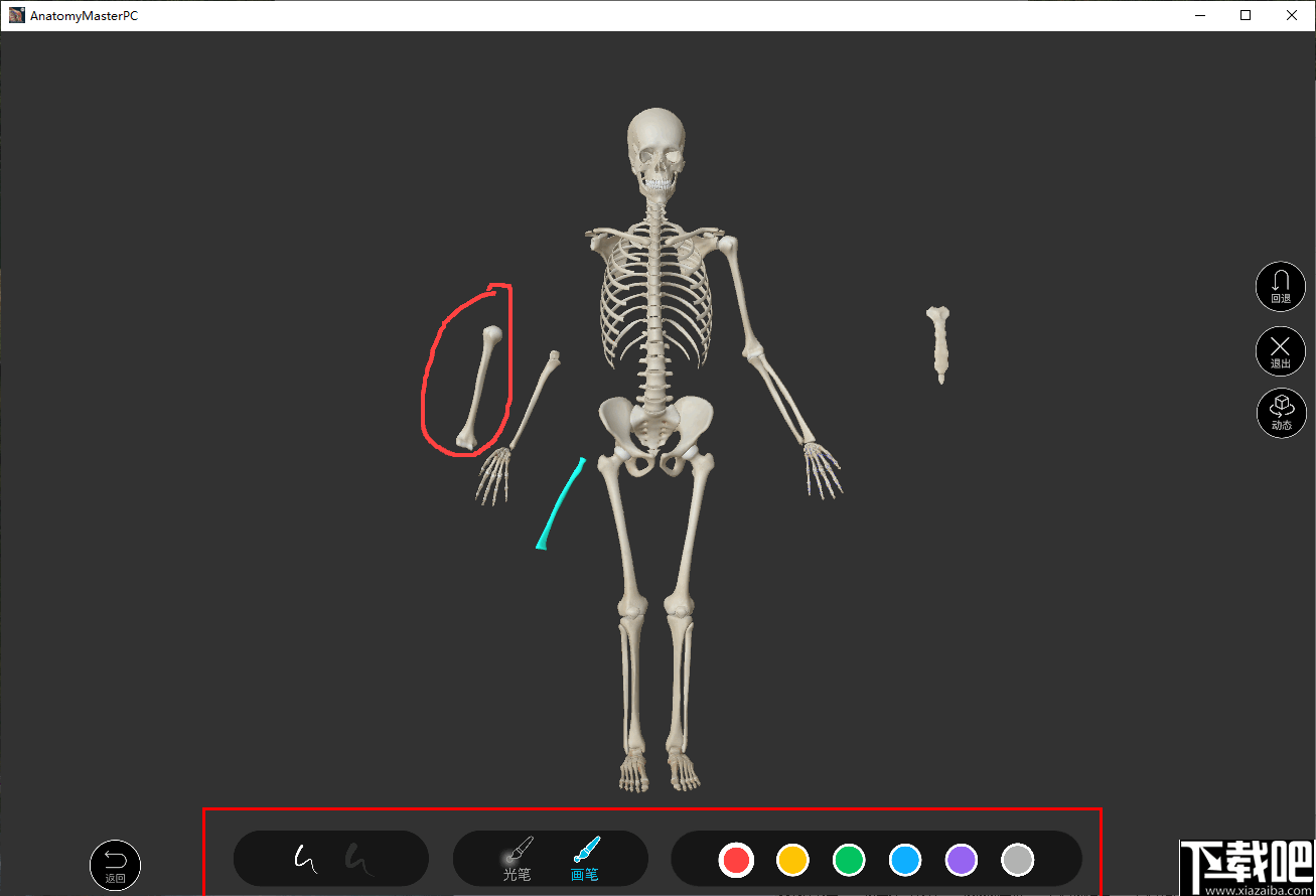 解剖大师(人体建构3d模型)