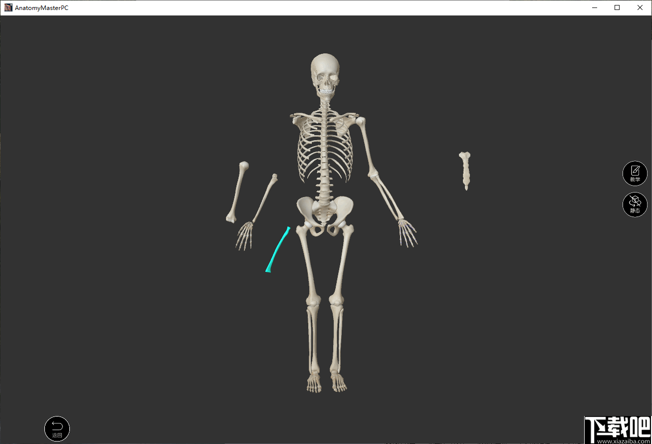 解剖大师(人体建构3d模型)