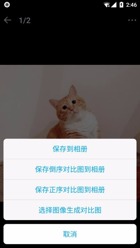 猫咪成长记(4)