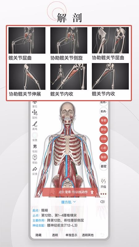 运动功能解剖教学系统(2)