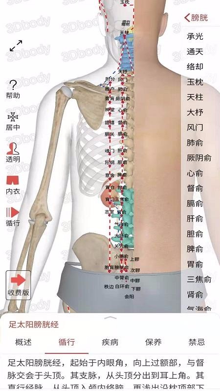 3D经络穴位(3)