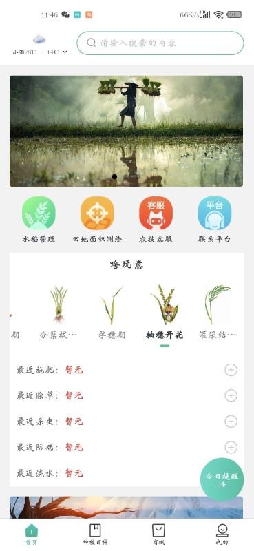 种稻得稻