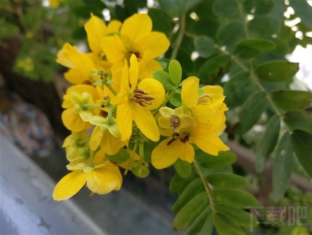 一加3T拍照怎么样？一加手机3T相机详解附拍照样张