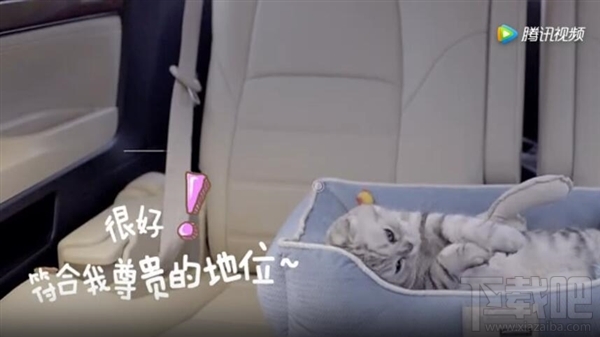 铲屎官泪目！菜鸟裹裹“萌急送”上线：专门提供宠物递送服务