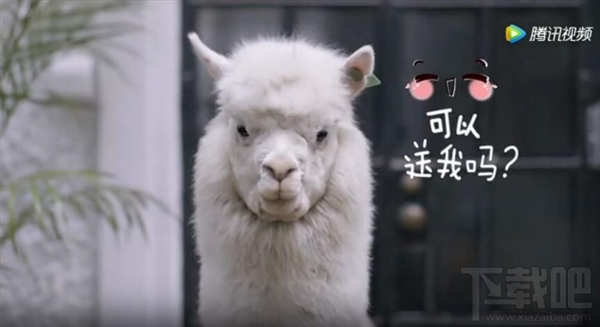 铲屎官泪目！菜鸟裹裹“萌急送”上线：专门提供宠物递送服务