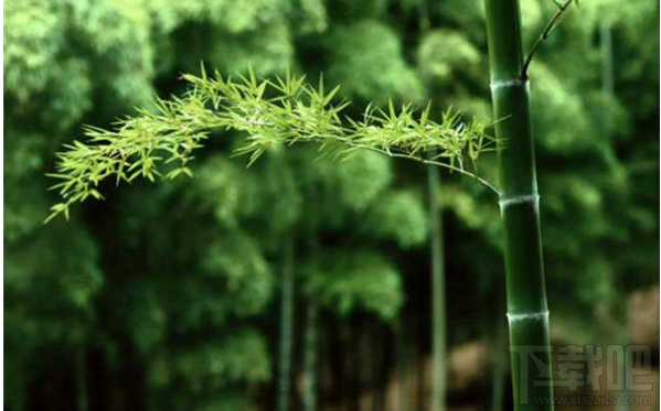 阴阳师万年竹信物图片是什么？