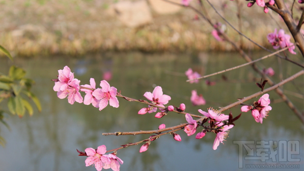 阴阳师桃花妖信物线索图片是什么？