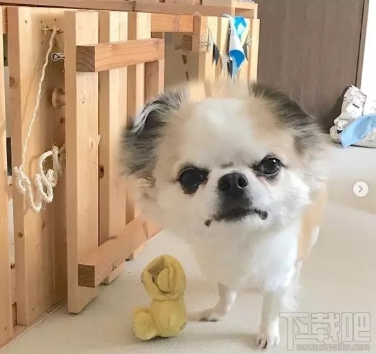 大头照片拍照软件叫什么？cymera(サイメラ)怎么玩？