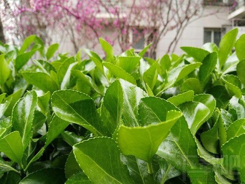 努比亚Z17mini拍照怎么样？努比亚Z17mini拍照性能介绍