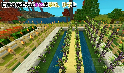 迷你世界甘蔗怎么获得？迷你世界甘蔗种植攻略