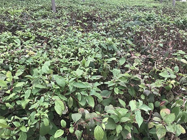 苹果手机iPhone7/7 Plus怎么样？苹果iPhone7/7 Plus首发深度评测