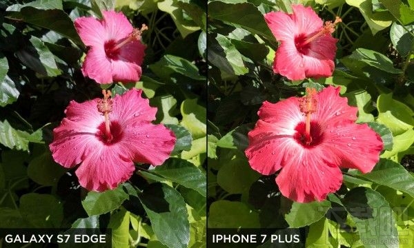 三星S7 Edge和苹果iPhone 7 Plus拍摄功能哪家强？
