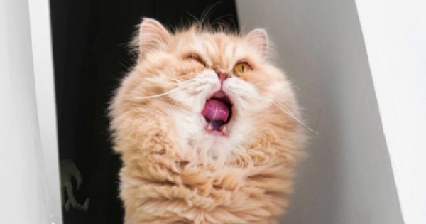 看到“哈欠猫”主题要注意 可能是Android勒索软件