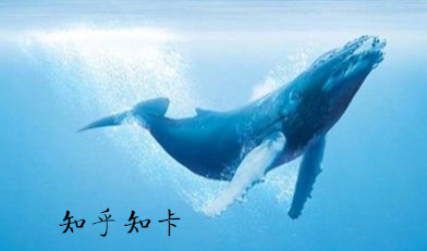 知乎知卡套餐怎么收费？知乎知卡可以办理几张？