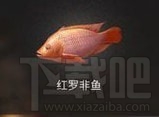 明日之后红罗非鱼在哪钓？红罗非鱼获取方法攻略是什么