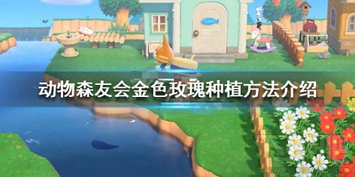 集合啦动物森友会金色玫瑰怎么种植？金色玫瑰种植方法介绍