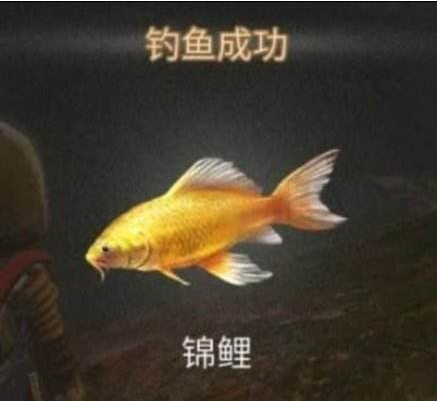 明日之后锦鲤在哪钓 明日之后锦鲤钓法攻略